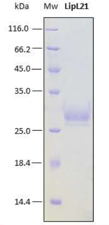 SDS-PAGE analysis (15%) of 1 μL of recombinant lipL21. Purity is >95% as determined by gel electrophoresis.